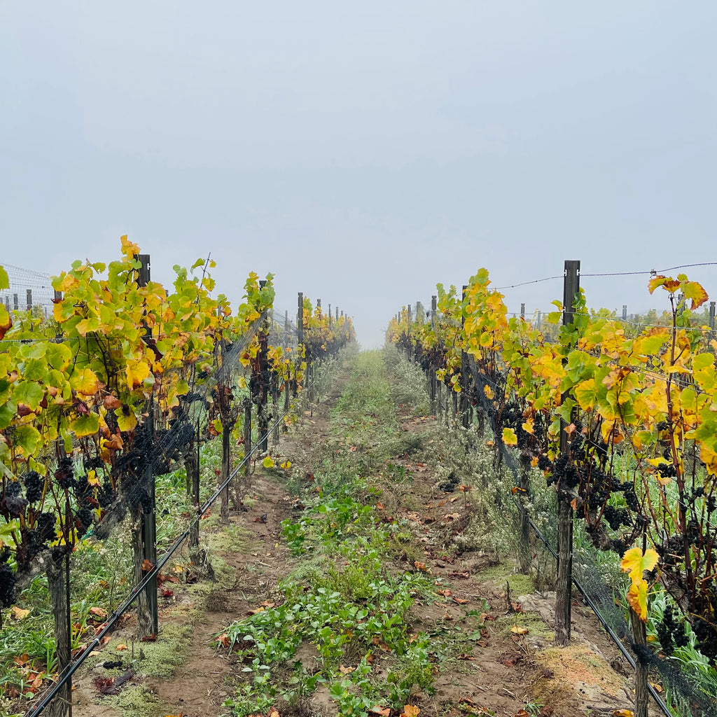 A blog post photo of a vineyard row in the fall, with cloudy weather and green and yellow leaves sitting on vines in the background. Feels like fall, time to drink fall wine!